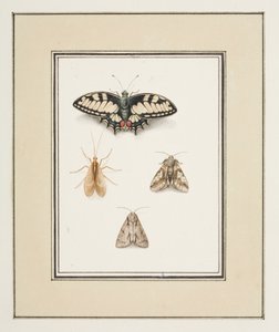 Swallowtail Butterfly, Mayfly and Two Moths, ca 1755-65 (akvarell på papper)