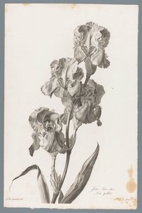 Dalmatisk iris Ljusblå iris / Iris pallida (titel på objekt) Blommor hämtade från naturen (...) (serietitel)