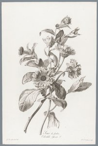 Goudsbloem Ringblomma / Calendula Officinalis L. (titel på objekt) Blommor hämtade från naturen (...) (serietitel)