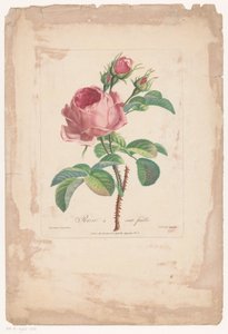 Honderdbladige roos Hundred Leaf Rose (titel på objekt)