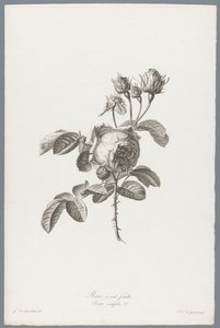 Honderdbladige roos Hundrabladig ros / Rosa centifolia L. (titel på objekt) Blommor hämtade från naturen (...) (serietitel)