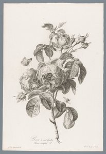 Honderdbladige roos Hundrabladig ros / Rosa centifolia L. (titel på objekt) Blommor hämtade från naturen (...) (serietitel)