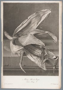 Majs Majs, vete från Turkiet / Zea Mays L. (titel på objekt) Blommor hämtade från naturen (...) (serietitel)