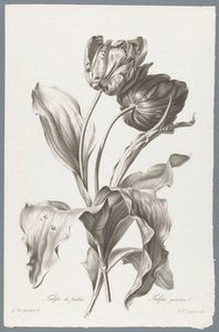 tulp Trädgårdstulpan / Tulipa gesneriana L. (titel på objekt) Blommor hämtade från naturen (...) (serietitel)