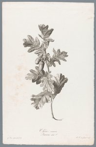 Zomerik Vanlig ek / Quercus robur L. (titel på objekt) Blommor hämtade från naturen (...) (serietitel)