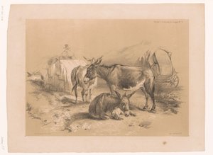 Studie av tre åsnor Cooper
