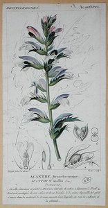 Acanthus Mollis, c.1820 (färgad gravyr)