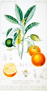 Citrus Aurantium eller Sevilla apelsin, ca 1820 (färggravyr)
