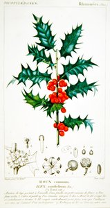 Holly (Ilex aquifolium) botanisk platta, c.1820 (färg litho)