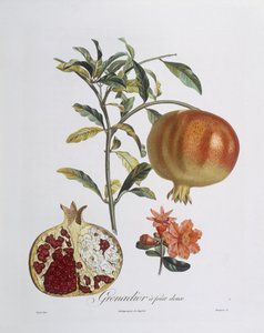 Granatäpple (Punica granatum) graverad av Henry Louis Duhamel du Monceau (färgad gravyr)