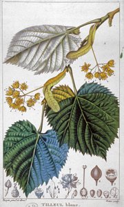 Vit lind, ca 1850 (gravyr)