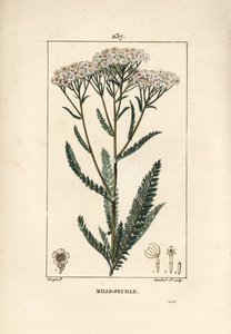 Akillee rölleka - Yarrow, Achillea millefolium. Handkolorerad kopparstick av Lambert Junior från en teckning av Pierre Jean-Francois Turpin från Chaumeton, Poiret och Chamberets "" La Flore Medicale,"" Paris, Panckoucke av Pierre Jean Francois Turpin