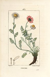 African Pyrethrum - Pellitory of Spain, Anthemis pyrethrum (Anacyclus pyrethrum) med blommor, blad, stjälk och rötter. Handkolorerad kopparstick av Lambert Junior efter teckning av Pierre Jean-Francois Turpin från Chaumeton, Poiret och Cham av Pierre Jean Francois Turpin