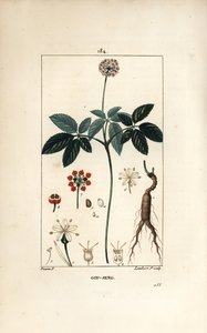 Amerikansk ginseng ou a cinq broschyrer - Ginseng, Panax quinquefolium, med blomma, blad, frö och rot. Handkolorerad kopparstick av Lambert Junior från en teckning av Pierre Jean-Francois Turpin från Chaumeton, Poiret och Chamberets "" La Fl av Pierre Jean Francois Turpin