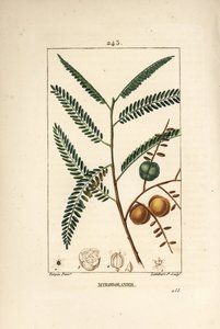 Amla (amala, amalaki), nepalesisk eller indisk vinbär, myrobolan emblique - nepalesiskt eller indiskt krusbär, Phyllanthus emblica, blad, frukt och frö. Handkolorerad kopparstick av Lambert Junior efter teckning av Pierre Jean-Francois Turpin från av Pierre Jean Francois Turpin
