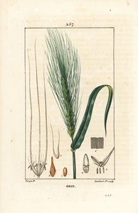 Korn - Korn, Hordeum vulgare, visar stjälk, blad och fröpigg. Handkolorerad kopparstick av Lambert Junior från en teckning av Pierre Jean-Francois Turpin från Chaumeton, Poiret och Chamberets "" La Flore Medicale,"" Paris, Panckouck av Pierre Jean Francois Turpin