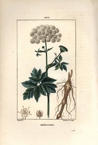 Bensoin eller imperatoire - Masterwort, Imperatoria ostruthium, med blomma, blad och rot. Handkolorerad kopparstick av Lambert Junior från en teckning av Pierre Jean-Francois Turpin från Chaumeton, Poiret och Chamberets "" La Flore Medicale, av Pierre Jean Francois Turpin