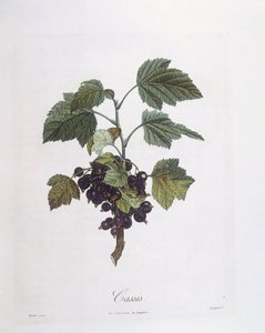 Svarta vinbär (Ribes nigrum) eller svarta vinbär Noir de Bourgogne Henry Louis Duhamel du Monceau, botanisk tallrik av Pierre Jean Francois Turpin av Pierre Jean Francois Turpin