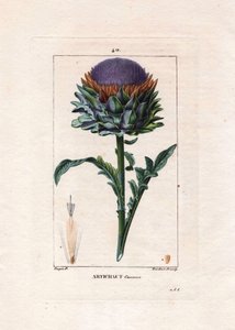 Botanisk: kronärtskocka - Kronärtskocka växt, blad och blomma, Cynara cardunculus. Handkolorerad kopparstick av Lambert från en teckning av Pierre Jean-Francois Turpin från Chaumeton, Poiret et Chamberets "" La Flore Medicale,"" Paris, Panckouc