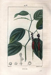 Botanisk: svartpeppar - Svartpeppar med blad och pepparkorn, Piper nigrum. Handkolorerad kopparstick av Lambert från en teckning av Pierre Jean-Francois Turpin från Chaumeton, Poiret et Chamberets "" La Flore Medicale,"" Paris, Panck av Pierre Jean Francois Turpin