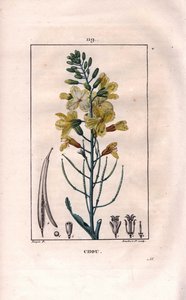 Botaniskt: kålblomma - Kålblomma, Brassica oleracea. Handkolorerad kopparstick av Lambert från en teckning av Pierre Jean-Francois Turpin från Chaumeton, Poiret et Chamberets "" La Flore Medicale,"" Paris, Panckoucke av Pierre Jean Francois Turpin