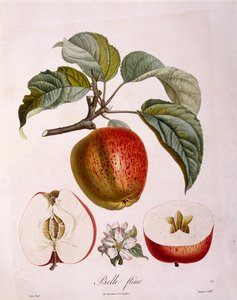 Botanik - Rosaceae - äpple "Vacker blomma". (botaniska styrelsen av Pierre Jean Francois Turpin