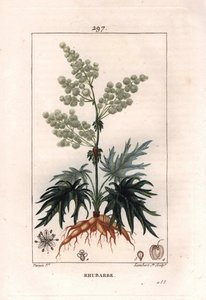 Botanik: rabarber - Rabarberväxt, blad och rötter, Rheum rhabarbarum. Handkolorerad kopparstick av Lambert från en teckning av Pierre Jean-Francois Turpin från Chaumeton, Poiret et Chamberets "" La Flore Medicale,"" Paris, Panckoucke av Pierre Jean Francois Turpin