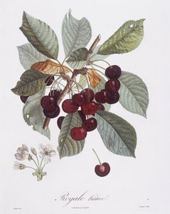 Körsbärsträd (Prunus avium), Henry Louis Duhamel du Monceau, botanisk platta av Pierre Jean Francois Turpin av Pierre Jean Francois Turpin