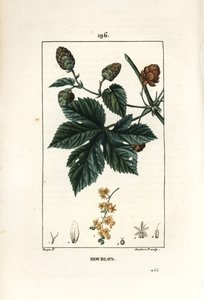 Klätterhumle - Humle, Humulus lupulus. Handkolorerad kopparstick av Lambert Junior från en teckning av Pierre Jean-Francois Turpin från Chaumeton, Poiret och Chamberets "" La Flore Medicale,"" Paris, Panckoucke av Pierre Jean Francois Turpin