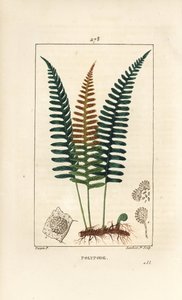 Vanlig polypod - Polypod ormbunke, Polypodium vulgare, med blad, frö och rot. Handkolorerad kopparstick av Lambert Junior från en teckning av Pierre Jean-Francois Turpin från Chaumeton, Poiret och Chamberets "" La Flore Medicale,"" Paris, P av Pierre Jean Francois Turpin