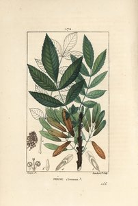 Vanlig ask eller ask eleve - Askträd, Fraxinus excelsior, visar gren, löv, frön och blad i kontur. Handkolorerad kopparstick av Lambert Junior efter en teckning av Pierre Jean-Francois Turpin från Chaumeton, Poiret et Chamberets ""