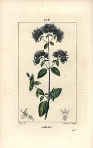 Vanlig oregano, även kallad vild mejram - Oregano eller vild mejram, Origanum vulgare, med blomma, blad, stjälk och frö. Handkolorerad kopparstick av Lambert Junior efter teckning av Pierre Jean-Francois Turpin från Chaumeton, Poiret och