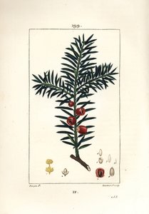 Vanlig idegran eller idegran a bär - Idegran, Taxus baccata. Handkolorerad kopparstick av Lambert Junior från en teckning av Pierre Jean-Francois Turpin från Chaumeton, Poiret och Chamberets "" La Flore Medicale,"" Paris, Panckoucke av Pierre Jean Francois Turpin