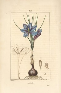 Krokus - Saffranskrokus, Crocus sativus, visar blomma, blad, stjälk, lök och stigma. Handkolorerad kopparstick av Lambert Junior från en teckning av Pierre Jean-Francois Turpin från Chaumeton, Poiret och Chamberets "" La Flore Medicale,"" av Pierre Jean Francois Turpin