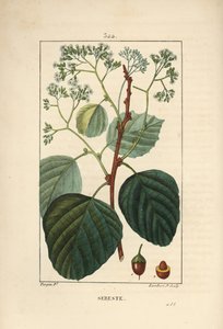 Inhemsk Sebestier - Assyriskt plommon eller lasura, Cordia myxa, med blomma, blad, stjälk och frukt. Handkolorerad kopparstick av Lambert Junior från en teckning av Pierre Jean-Francois Turpin från Chaumeton, Poiret och Chamberets "" La Flore Med av Pierre Jean Francois Turpin