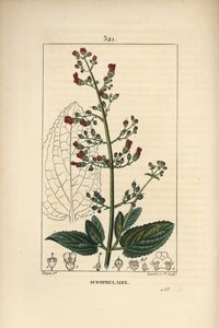 Öron scrofulary - Vattenfikonört, Scrophularia aquatica, med blomma, blad, stjälk, frö och bladkontur. Handkolorerad kopparstick av Lambert Junior från en teckning av Pierre Jean-Francois Turpin från Chaumeton, Poiret och Chamberets "" La F av Pierre Jean Francois Turpin
