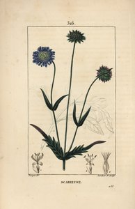 Fältknautie eller fältskabv - Fältskabb, Knautia arvensis, med blom-, blad-, stjälk-, frö- och bladkontur. Handkolorerad kopparstick av Lambert Junior efter teckning av Pierre Jean-Francois Turpin från Chaumeton, Poiret och Cham av Pierre Jean Francois Turpin