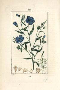 Lin - Linfrö, Linum sativum. Handkolorerad kopparstick av Lambert Junior från en teckning av Pierre Jean-Francois Turpin från Chaumeton, Poiret och Chamberets "" La Flore Medicale,"" Paris, Panckoucke av Pierre Jean Francois Turpin