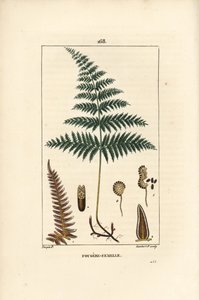 Fougere Aigle ou Grande Fougere - Honor av ormbunke eller brack, Pteridium aquilinum. Handkolorerad kopparstick av Lambert Junior från en teckning av Pierre Jean-Francois Turpin från Chaumeton, Poiret et Chamberets "" La Flore Medicale,"" Paris, P av Pierre Jean Francois Turpin