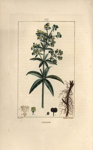 Garance des dyers - Madder, Rubia tinctorum, med rot, blomma, blad och frö. Handkolorerad kopparstick av Lambert Junior från en teckning av Pierre Jean-Francois Turpin från Chaumeton, Poiret och Chamberets "" La Flore Medicale,"" Paris, av Pierre Jean Francois Turpin