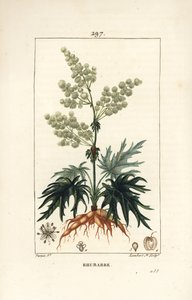 Trädgårdsrabarber - Rabarber, Rheum rhabarbarum (Rheum palmatum), med blomma, stjälk, blad, frö och rot. Handkolorerad kopparstick av Lambert Junior från en teckning av Pierre Jean-Francois Turpin från Chaumeton, Poiret och Chamberets "" La F av Pierre Jean Francois Turpin