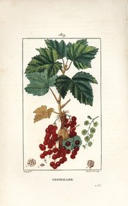 Gooseillier a klasar - Röda vinbär, Ribes rubrum, med blad, stjälk, frukt och blomma. Handkolorerad kopparstick av Lambert Junior från en teckning av Pierre Jean-Francois Turpin från Chaumeton, Poiret och Chamberets "" La Flore Medicale,"" av Pierre Jean Francois Turpin