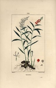 Grand galanga eller Galanga - Större eller thailändsk galangal, Alpinia galanga, som visar blommor, bär, löv och rhizomrot. Handkolorerad kopparstick av Lambert Junior efter teckning av Pierre Jean-Francois Turpin från Chaumeton, Poiret et Ch av Pierre Jean Francois Turpin