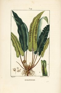 Harts-tunge-ormbunke, Asplenium scolopendrium, med blad, frö och rot. Handkolorerad kopparstick av Lambert Junior från en teckning av Pierre Jean-Francois Turpin från Chaumeton, Poiret och Chamberets "" La Flore Medicale,"" Paris, Panckou av Pierre Jean Francois Turpin
