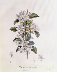Hagtorn (Crataegus azarolus) blomma Henry Louis Duhamel du Monceau, botanisk tallrik av Pierre Jean Francois Turpin av Pierre Jean Francois Turpin
