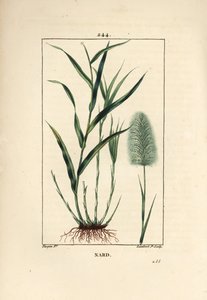 Indisk nardus, indikerar, spicanard - Spikenard, Andropogon nardus, med blad, rot och blomma. Handkolorerad kopparstick av Lambert Junior från en teckning av Pierre Jean-Francois Turpin från Chaumeton, Poiret och Chamberets "" La Flore Medi av Pierre Jean Francois Turpin