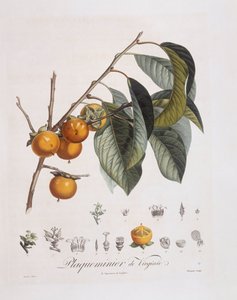 Japansk persimmon eller kaki (Diospyros kaki), Henry Louis Duhamel du Monceau, botanisk tallrik av Pierre Jean Francois Turpin av Pierre Jean Francois Turpin