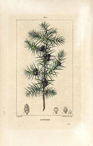 Enbärsträd, Juniperus vulgaris, visar blad, bär och stjälk. Handkolorerad kopparstick av Lambert Junior från en teckning av Pierre Jean-Francois Turpin från Chaumeton, Poiret och Chamberets "" La Flore Medicale,"" Paris, Panckoucke