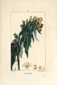 Jusquiame - Poison henbane, Hyoscyamus vulgaris, blomma, blad och frö. Handkolorerad kopparstick av Lambert Junior från en teckning av Pierre Jean-Francois Turpin från Chaumeton, Poiret och Chamberets "" La Flore Medicale,"" Paris, Panckou av Pierre Jean Francois Turpin