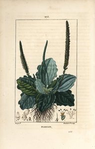 Stor groblad - Groblad, groblad dur, med blad, blomma och rötter. Handkolorerad kopparstick av Lambert Junior från en teckning av Pierre Jean-Francois Turpin från Chaumeton, Poiret och Chamberets "" La Flore Medicale,"" Paris, Panckou av Pierre Jean Francois Turpin